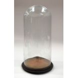 A VINTAGE GLASS DOME. 45 cm x 18 cm.