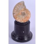 A VINTAGE AMMONITE SPECIMAN upon an eboinsed stand. 7.5 cm high.