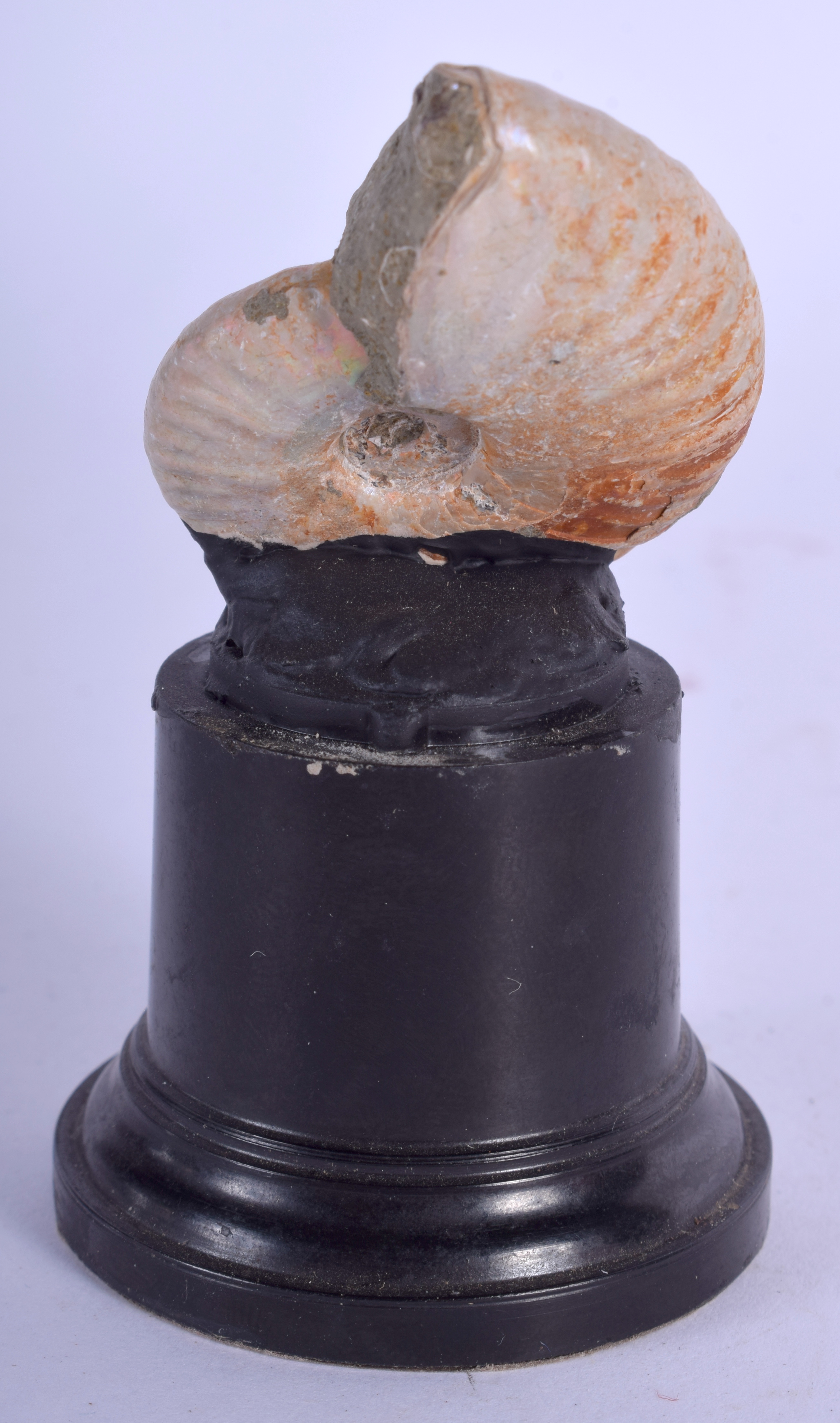 A VINTAGE AMMONITE SPECIMAN upon an eboinsed stand. 7.5 cm high. - Image 2 of 2