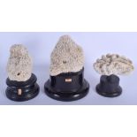 A SET OF THREE EARLY 20TH CENTURY CONTINENTAL WHITE CORAL SPECIMANS. Largest 18 cm high. (3)