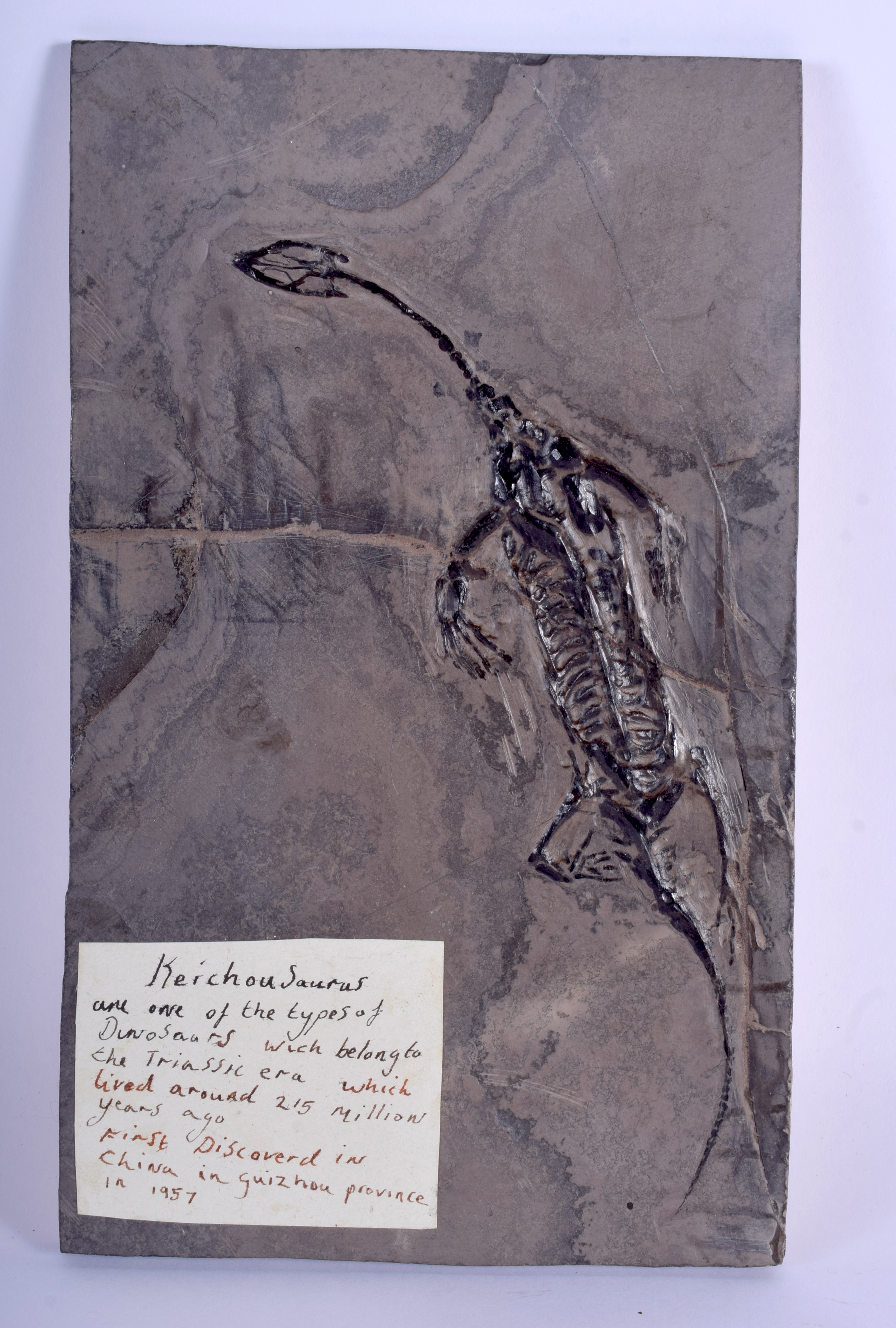 A TRIASSIC ERA DINOSAUR FOSSIL by repute discovered in China C1957. 13 cm x 21 cm.