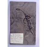 A TRIASSIC ERA DINOSAUR FOSSIL by repute discovered in China C1957. 13 cm x 21 cm.