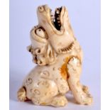 A LATE 19TH CENTURY JAPANESE MEIJI PERIOD CARVED IVORY NETSUKE modelled as a shishi dog. 4 cm x 2.5