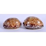 A PAIR OF REGENCY SILVER MOUNTED SHELL SNUFF BOXES. 4 cm wide.