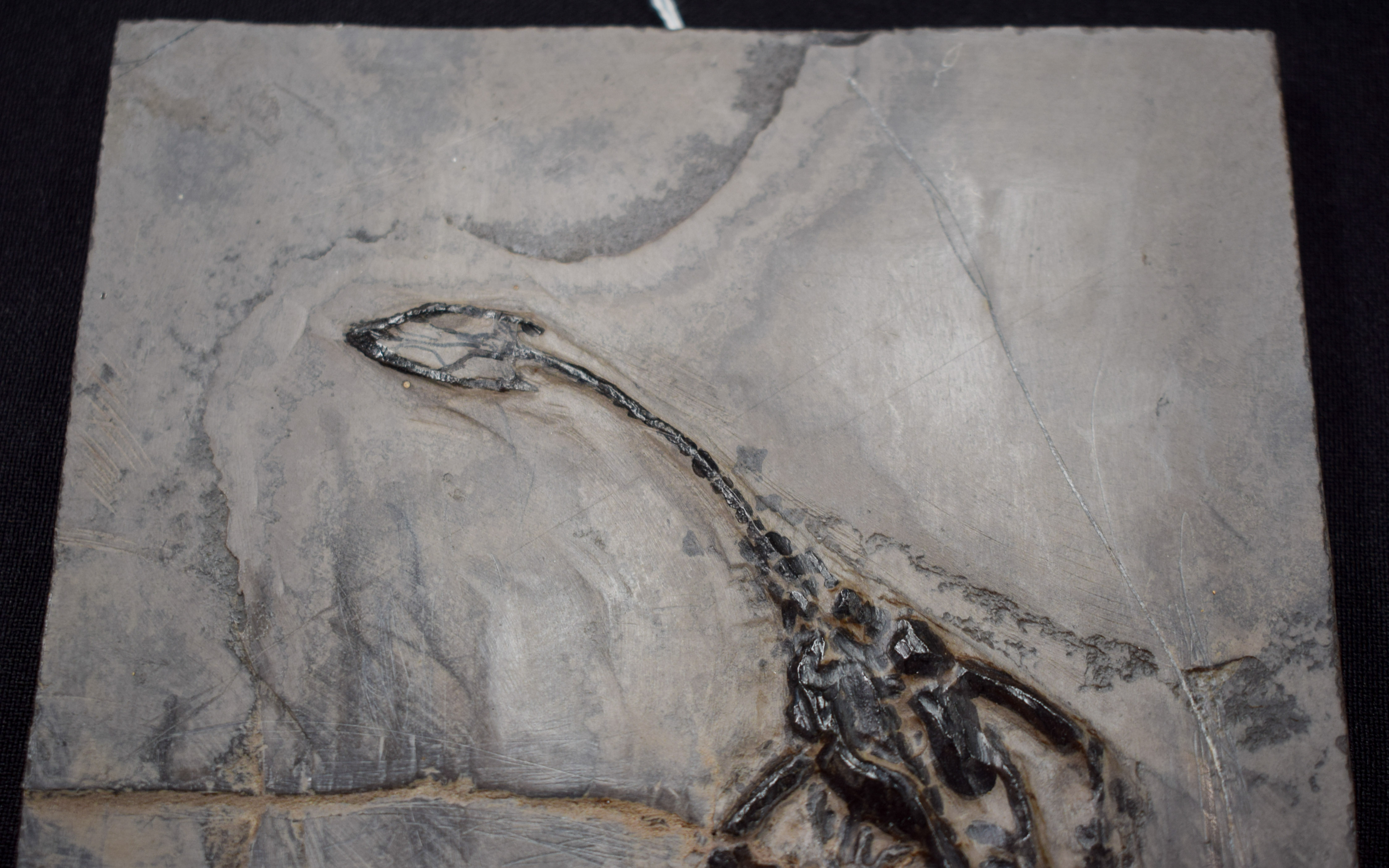 A TRIASSIC ERA DINOSAUR FOSSIL by repute discovered in China C1957. 13 cm x 21 cm. - Image 3 of 8