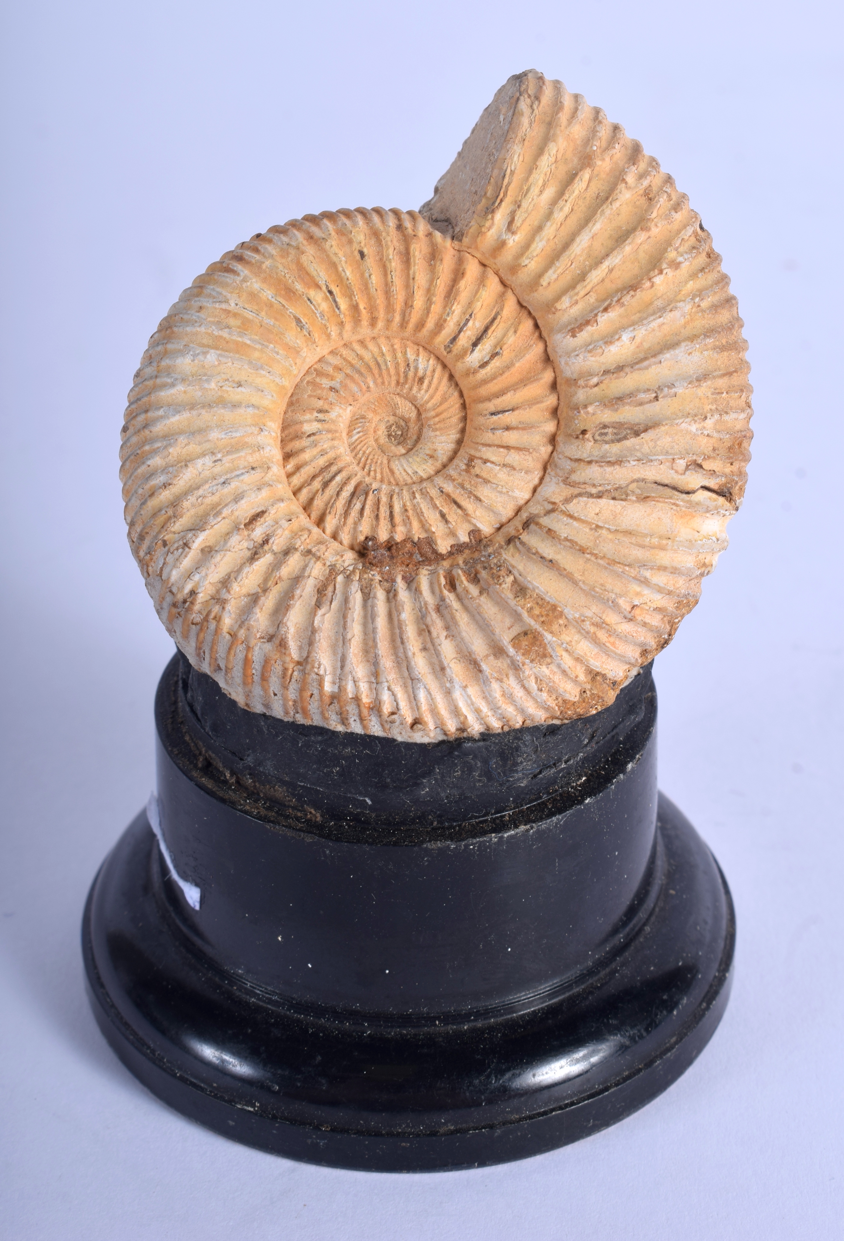 A VINTAGE AMMONITE FOSSIL SPECIMAN. 4 cm wide.