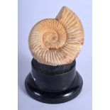 A VINTAGE AMMONITE FOSSIL SPECIMAN. 4 cm wide.