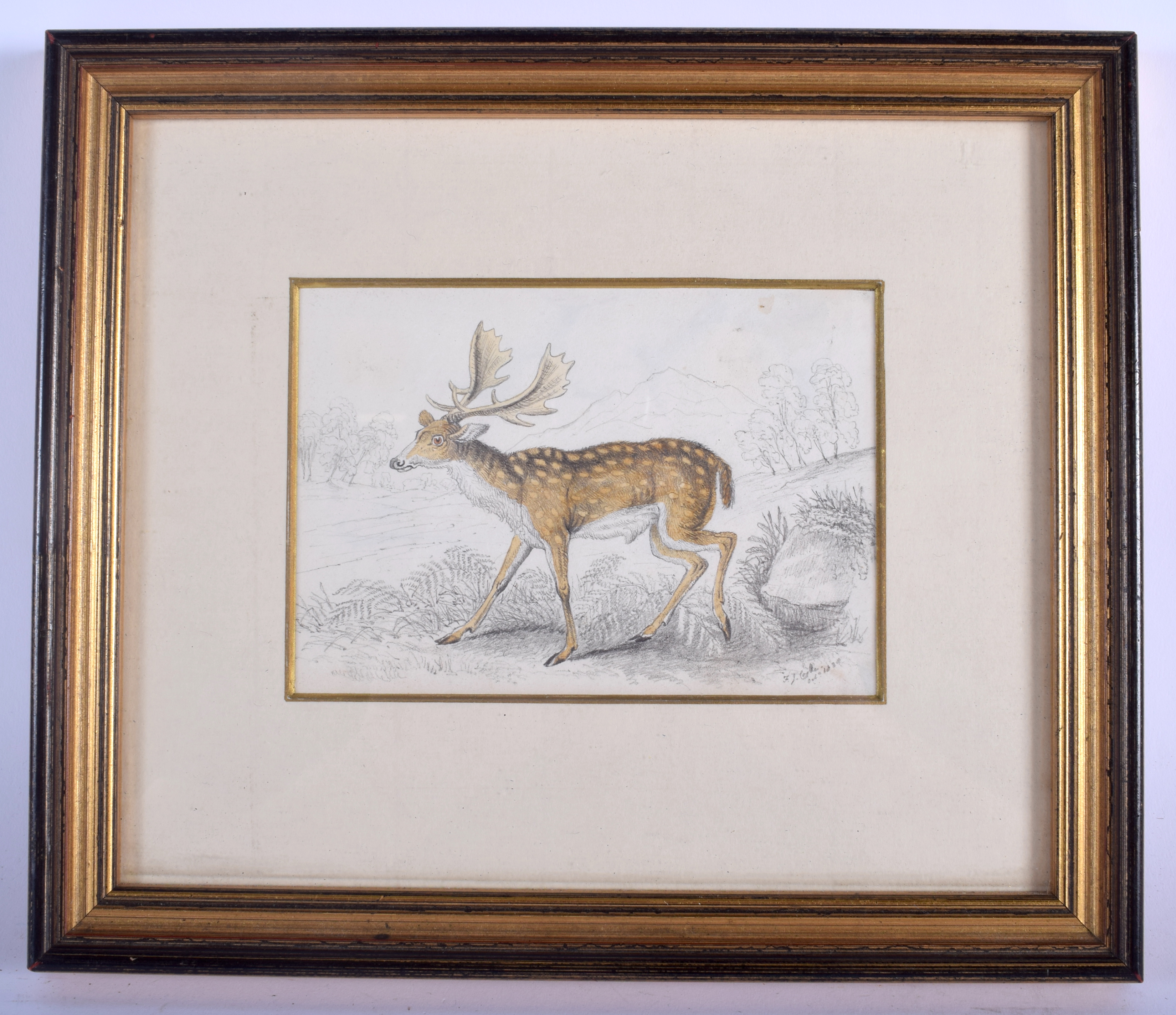 English School (Early 19th Century) Roaming stag, Watercolour & Pencil. Image 13.5 cm x 9 cm.