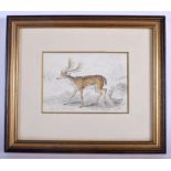 English School (Early 19th Century) Roaming stag, Watercolour & Pencil. Image 13.5 cm x 9 cm.