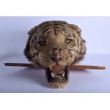 A VICTORIAN TAXIDERMY TIGER HEAD with wooden wall fittings. 35 cm x 40 cm.