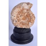 AN EARLY 20TH CENTURY AMMONITE ON STAND. Ammonite 11 cm x 9 cm.