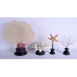 FOUR EARLY 20TH CENTURY CORAL & STARFISH TAXIDERMY SPECIMENS Largest 38 cm x 26 cm. (4)