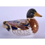 Royal Crown Derby paperweight of a mallard, gold stopper, boxed. 9 cm high.