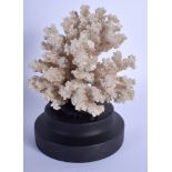 AN EARLY 20TH CENTURY WHITE CORAL SPECIMEN Coral 12 cm x 9 cm.
