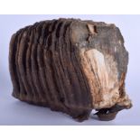 A LARGE EARLY MAMMOTH TOOTH SCHOLARS ROCK. 20 cm x 16 cm.