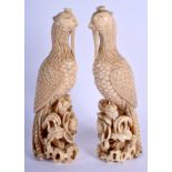 A PAIR OF 18TH CENTURY CHINESE CARVED IVORY FIGURE OF PHOENIX BIRDS Qianlong. 15 cm high.
