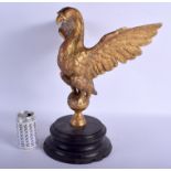 A LOVELY LARGE 18TH/19TH CENTURY EUROPEAN CARVED GILTWOOD EAGLE modelled upon an ebonised plinth. E