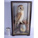 A VICTORIAN TAXIDERMY BARN OWL within a naturalistic setting. 49 cm x 27 cm.