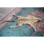 An Early 20th Century Cheetah skin. 171cm long (head to tail)