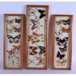 THREE VINTAGE BUTTERFLY SPECIMENS CASES. 46 cm x 15 cm. (3)