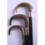 THREE 19TH CENTURY CONTINENTAL RHINOCEROS HORN HANDLED WALKING CANES. Largest 90 cm long. (3)