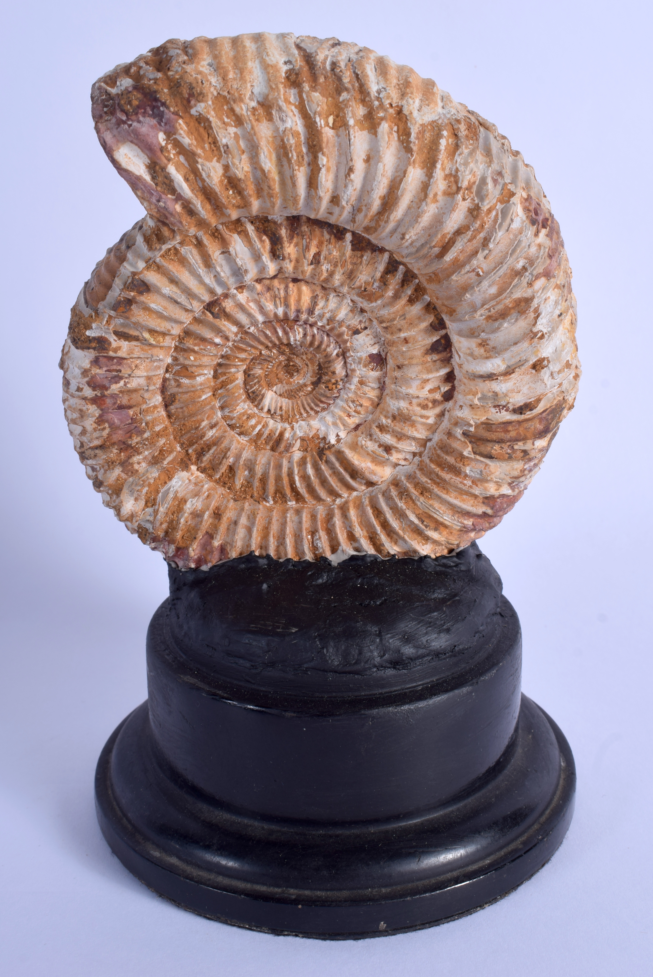 AN AMMONITE ON STAND. Ammonite 12 cm x 9 cm. - Image 2 of 2