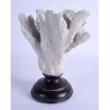 A VINTAGE WHITE CORAL SPECIMEN. Coral 17 cm x 14 cm.