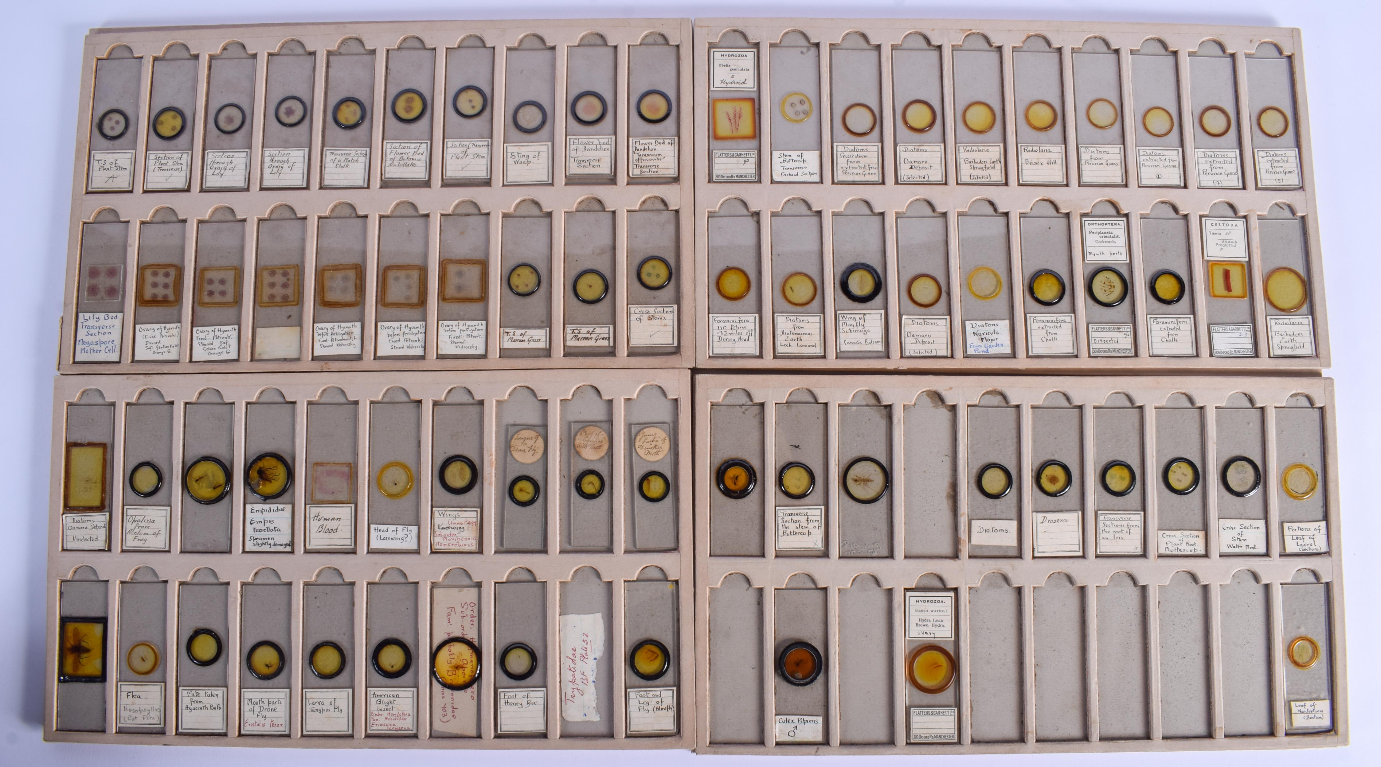 ASSORTED VINTAGE MICROSCOPE SLIDES including Flies, Mites, Crabs etc. (qty) - Image 3 of 5