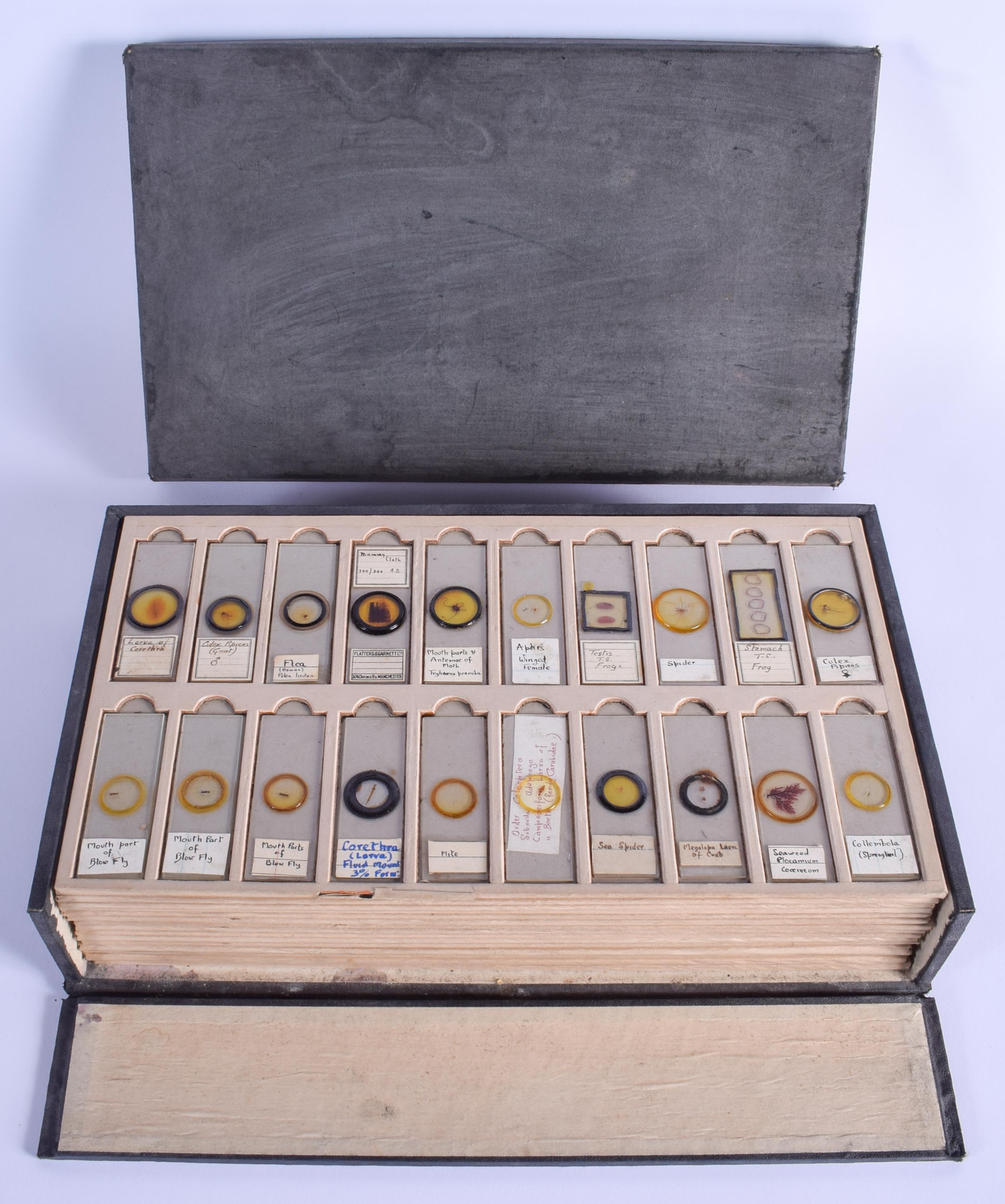 ASSORTED VINTAGE MICROSCOPE SLIDES including Flies, Mites, Crabs etc. (qty)