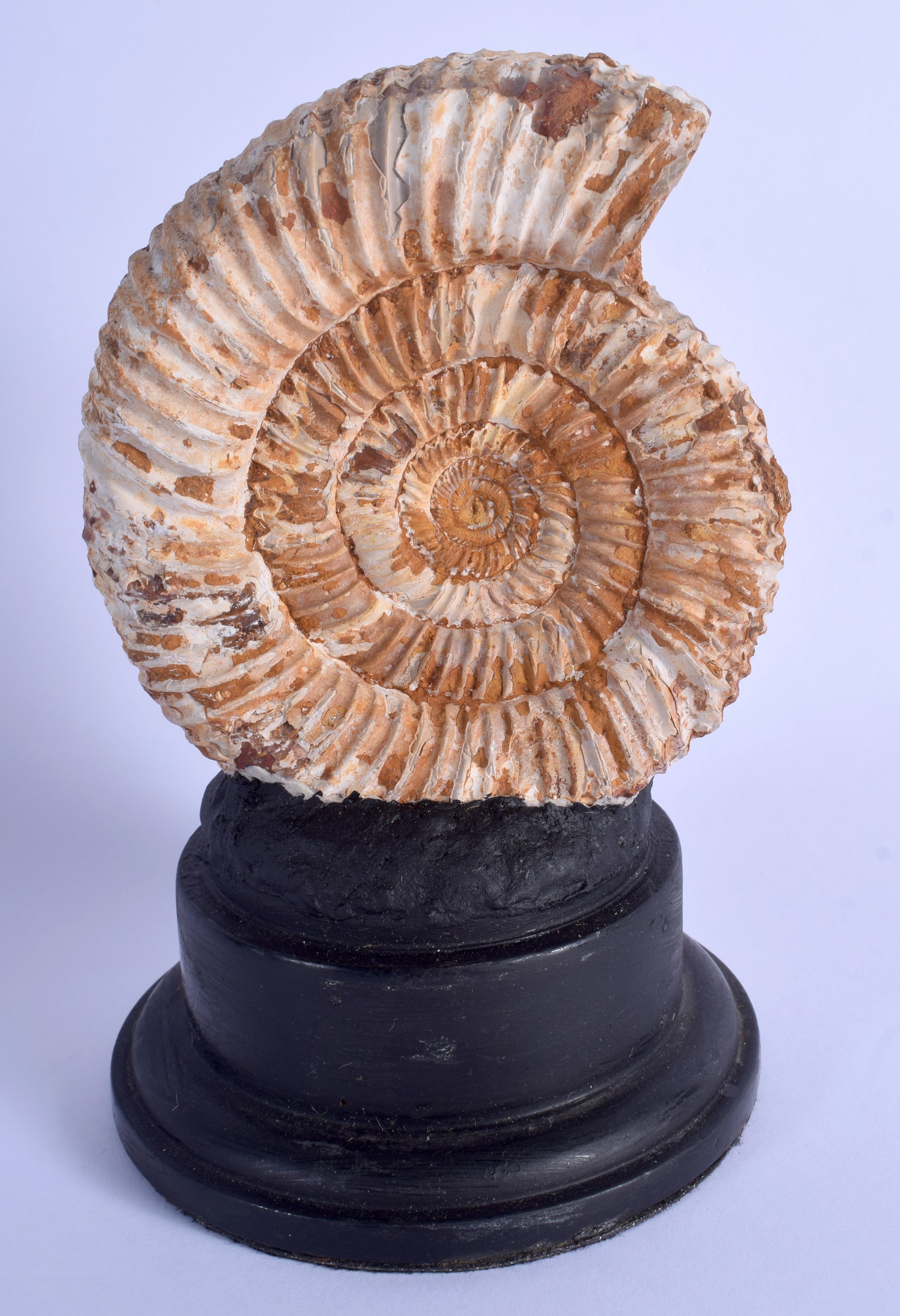 AN AMMONITE ON STAND. Ammonite 12 cm x 9 cm.