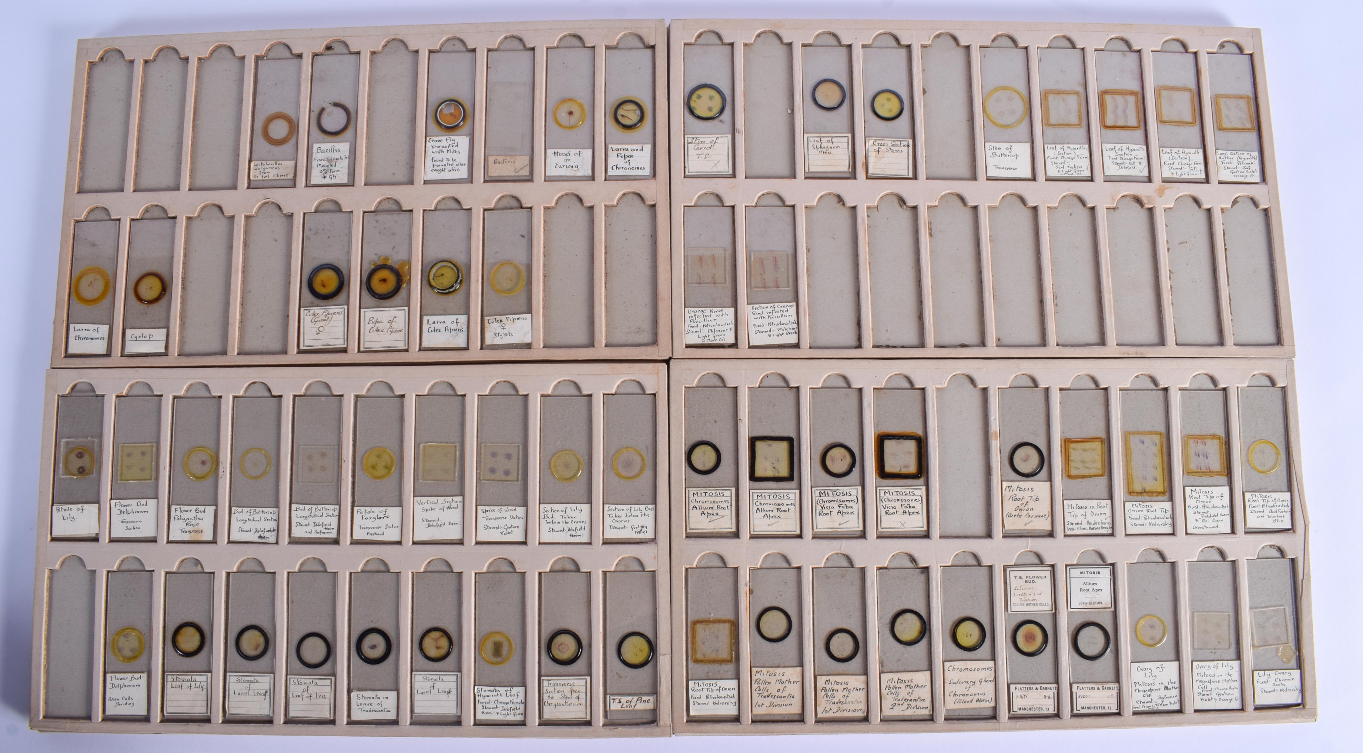 ASSORTED VINTAGE MICROSCOPE SLIDES including Flies, Mites, Crabs etc. (qty) - Image 4 of 5