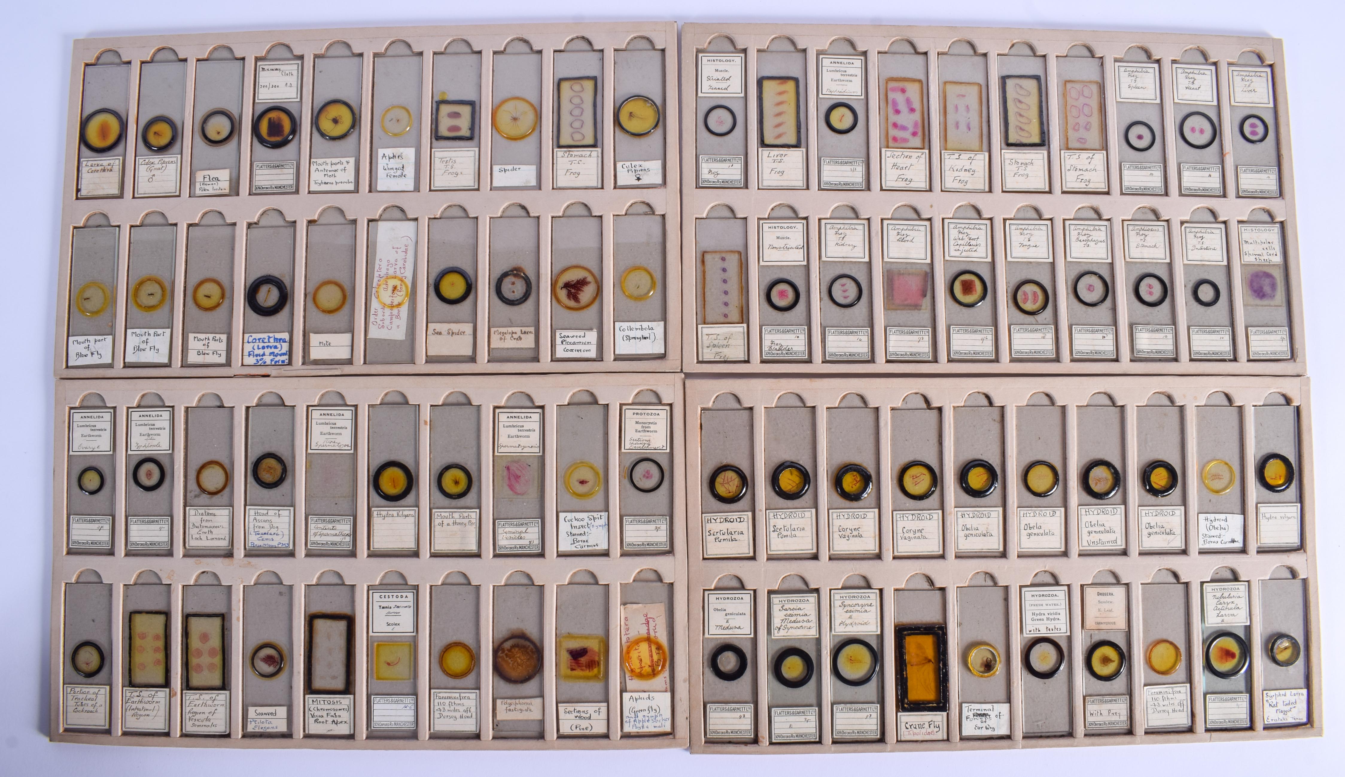 ASSORTED VINTAGE MICROSCOPE SLIDES including Flies, Mites, Crabs etc. (qty) - Image 2 of 5