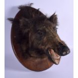 A 1920S TAXIDERMY BOARS HEAD. 45 cm x 30 cm.