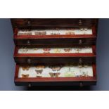 A LEPIDOPTERIST'S CABINET, early 20th century, the ten drawer chest internally glazed and with
