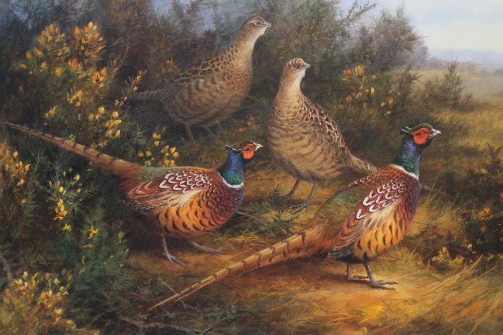 NEIL COX (b.1955), "Pheasants by the Gorse", watercolour and pencil heightened with white, signed, - Image 2 of 3