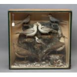 A CASED TAXIDERMY DISPLAY OF SEABIRDS, early 20th century, containing seven specimens all arranged