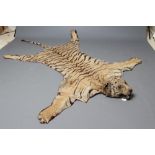 A TAXIDERMY TIGER HEAD AND SKIN RUG, early 20th century, with open snarling mouth, glass eyes and