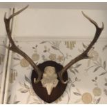 A pair of antlers mounted on a wooden board.