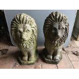 A pair of reconstituted stone lions, 53cms h.