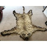 Leopard skin rug with head, 216cms approx.