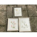 Three watercolour floral studies signed J.M. Harvey, 39 x 30cms.