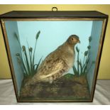 A cased taxidermy study of a grouse with label in the interiror, George Harrison bird & animal