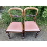 Pair Victorian mahogany balloon back dining chairs.