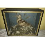 A cased taxidermy study of a Snipe. 34 h x 40cms w together with a Jay. 37 h x 31cms w.