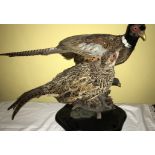 Taxidermy, cock and hen pheasant to wooden base.