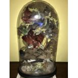 A cased taxidermy group of birds in a domed glass case and wooden stand. 51 x 29cms.