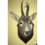 Taxidermy deer head mounted on wooden plaque. 27cms h.
