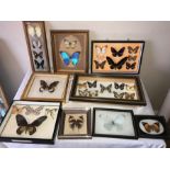 Seventeen various framed containing butterflies and moths including Rainbow Tail Moth, Yellow Glassy