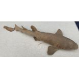 Stuffed shark, approx 74cms l, broken tail.