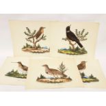 AN UNUSUAL SET OF 5 GERMAN 'TAXIDERMY' BIRD PAINTINGS, on paper